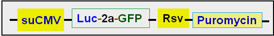 vector map of A549 cell line expressing Luc and GFP 