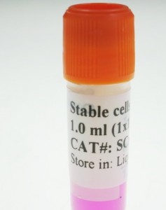 Mouse HT22 / GFP Fluorescent Stable Cells