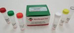 pLenti-H1-gRNA-(RFP-Bsd) Cloning Kit