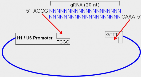 gRNA lentivector cloning scheme