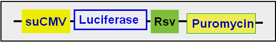 Luciferase expression lentivector scheme