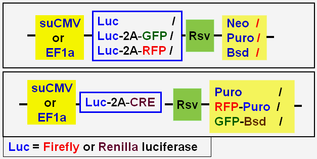 luc cell line vector map scheme