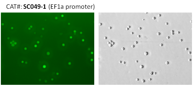 Jurket express GFP fluorescent image