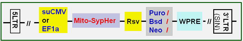 Mitochondrial pH-sensitive probe vector map