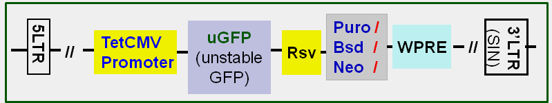 Unstable GFP lentivector map