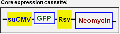 GFP expression vector map in MLLB2 cell line