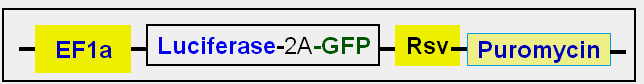 GFP and Luciferase co-expression under EF1a promoter