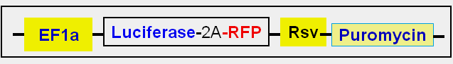 Lentivector scheme express Luc and RFP