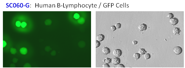 Human B cell express GFP fluorescent reporter