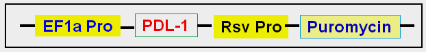 PDL1 expression cassette in HEK293 cell line