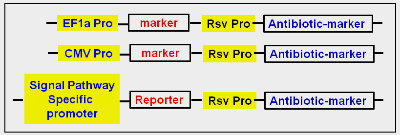 cell line target expression vector map