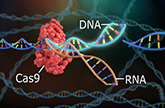 CRISPR-gRNA