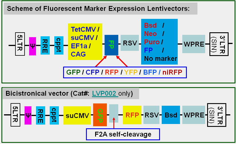 Fluorescent-reporter lentivector maps