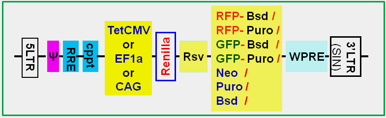 Renilla luciferase expression lentivector scheme