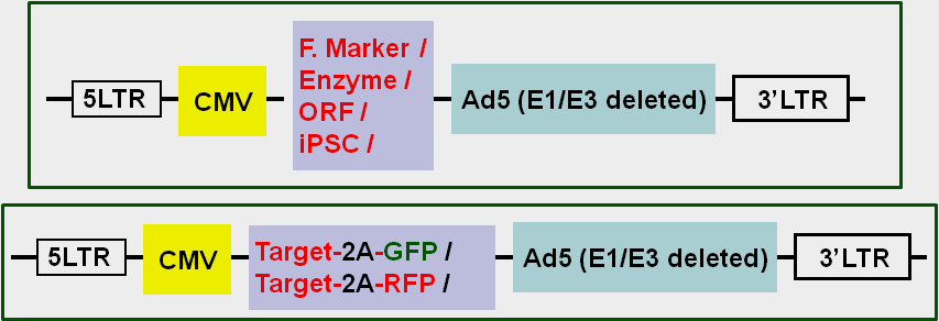 Adenovirus vector map scheme