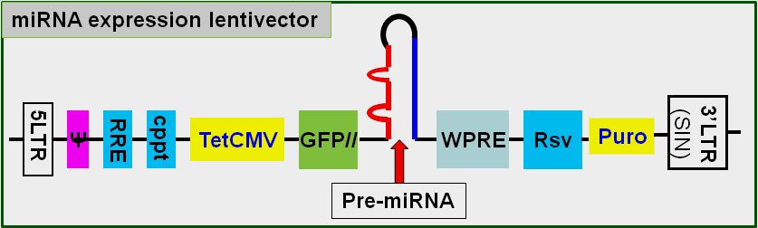 microRNA expression lentivector map