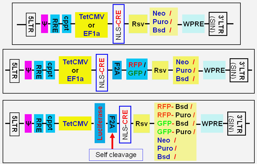 CRE expression lentivector schemes