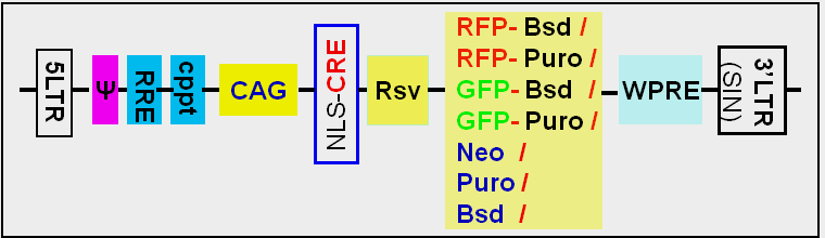 CRE-lentivirus-map-scheme