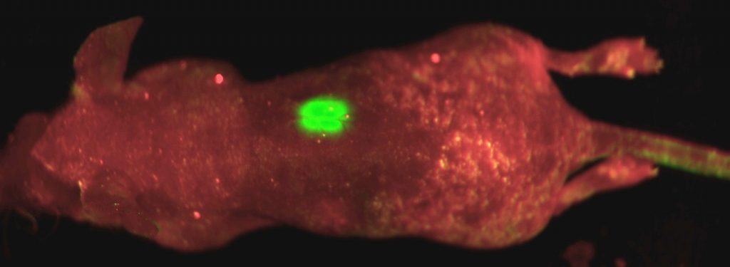 Hela-GFP for in vivo image in mice