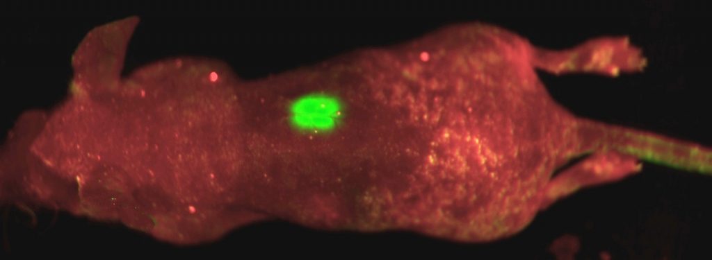 Hela-GFP for in vivo image in mice