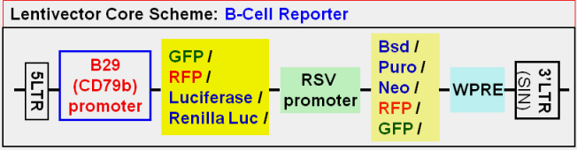 B-Cell Reporter vector map