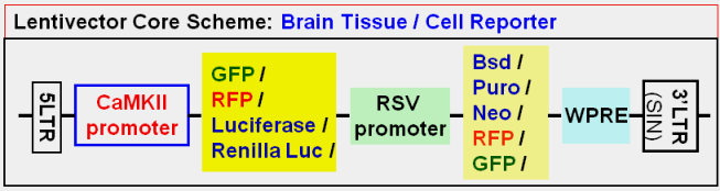 Brain Cell Report vector map