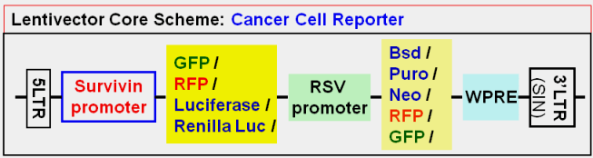 Cancer Specific Report vector map