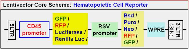Hematopoietic Cell Report vector maps