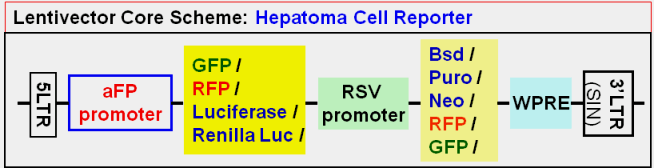 Hepatoma Cell Report vector map