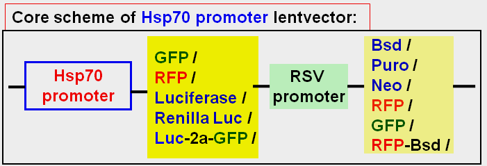 Heat inducible expression vector map