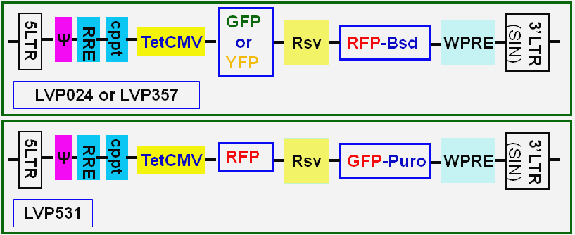 inducible control lentivector map