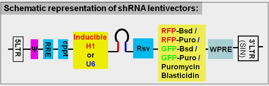 shRNA lentivirus vector maps