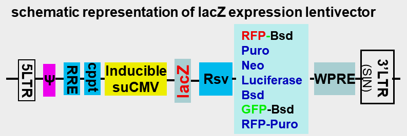 LacZ Expression Lentivector maps