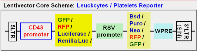 Leukocytes Report vector map