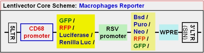 Macrophages Report vector map