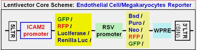 Megakaryocytes Report vector map