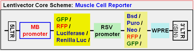 Muscle Cell Report vector map