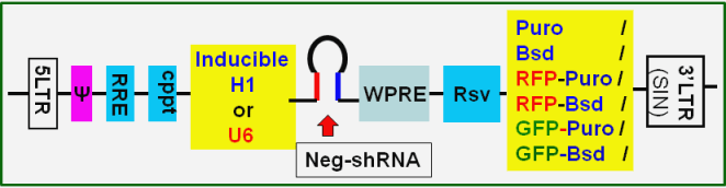 shRNA negative control lentivector maps