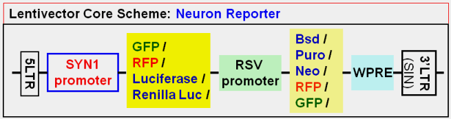 Neuron Report vector map