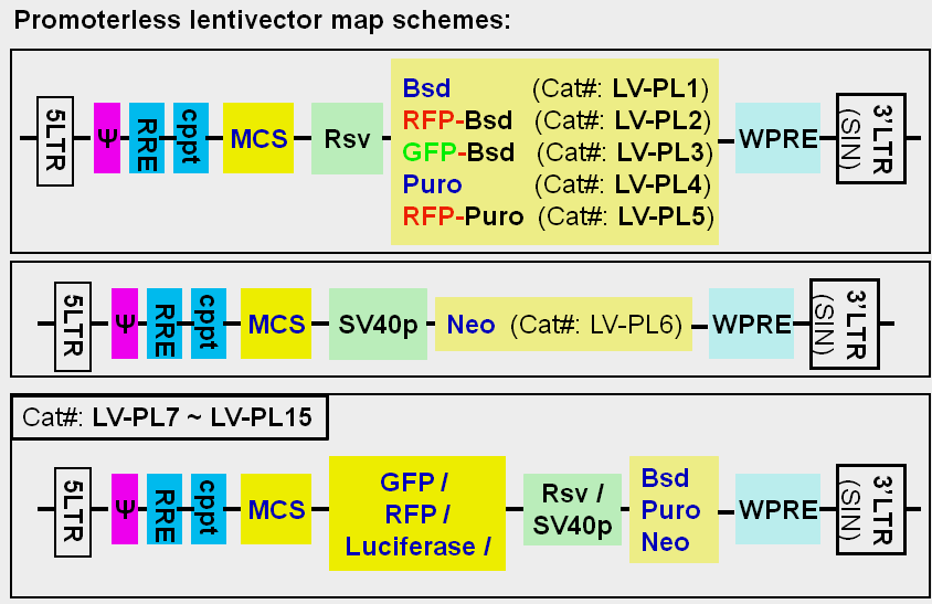 Promoterless lentivector maps