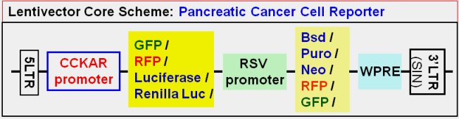 Pancreatic Cancer Report vector map