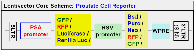 Prostate Cell Report vector map