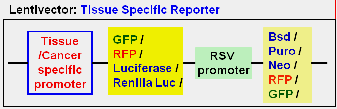 Cell-Specific Reporter