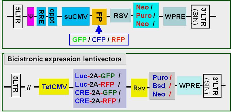 Ultra-titer lentivirus maps