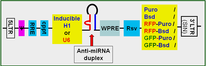 anti miRNA lentivector maps