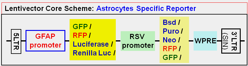 Astrocytes Report vector map