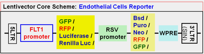 Endothelial Cell Report vector map