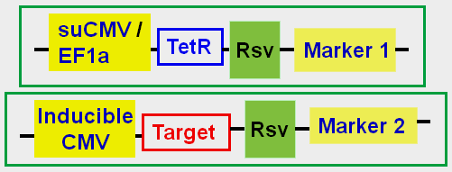 Inducible expression cell line map