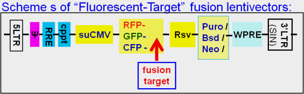 Fluorescent fusion lentivector maps