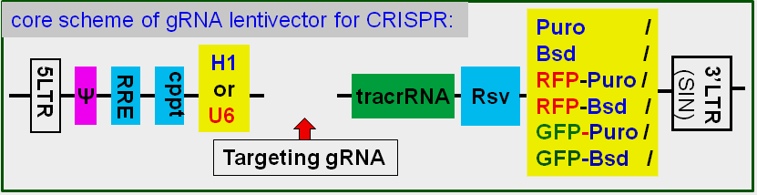 gRNA lentivector maps